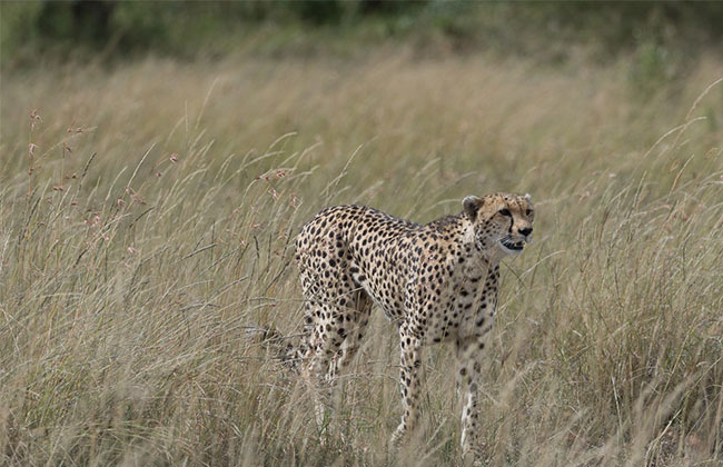 Cheetah in Serengeti National Park