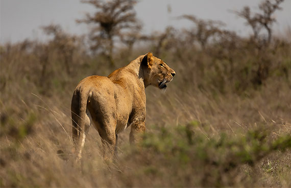 Amboseli National Park