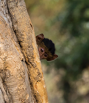 Tarangire National Park