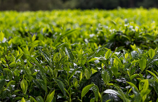 Nyungwe Forest Tea Plantations