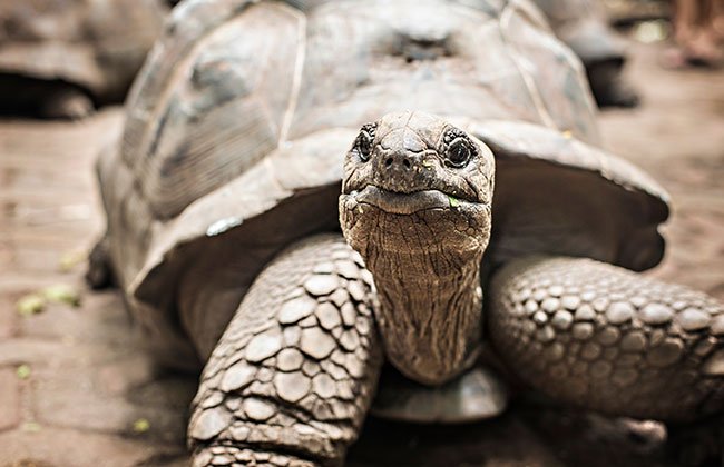 Giant Tortoise on Prison Island