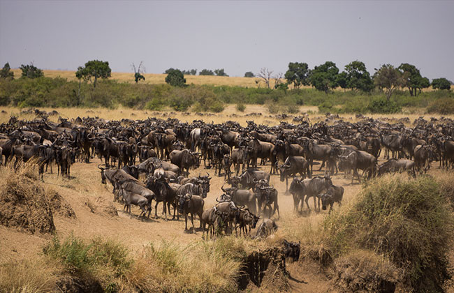 Wildebeest Migration