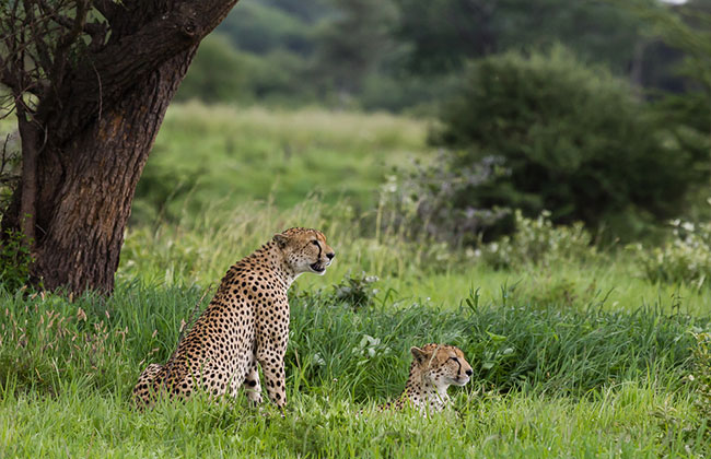 Cheetah's in Tarangire National Park