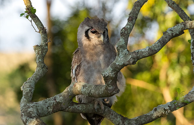 Verreaux Eagle Owl