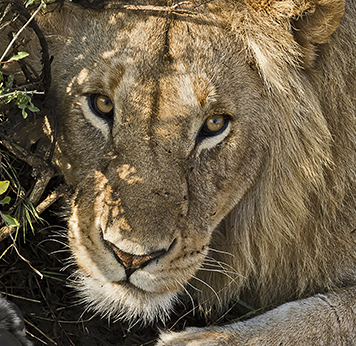 Kidepo Valley National Park