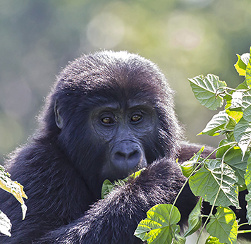 Mgahinga National Park