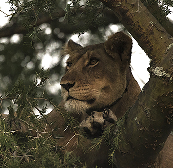 Lioness in a Tree