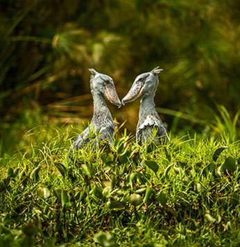 Murchison Falls National Park