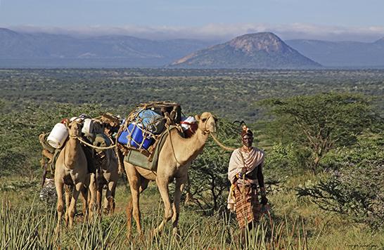 Camel Safari in Kenya