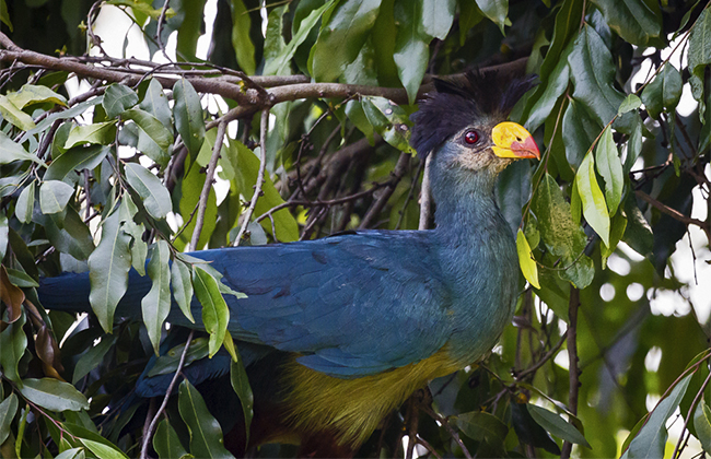 Turacos in Bigodi Wetlands