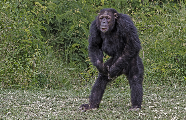 Chimpanzee Habituation