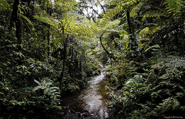 Bwindi Impenetrable Forest Trek