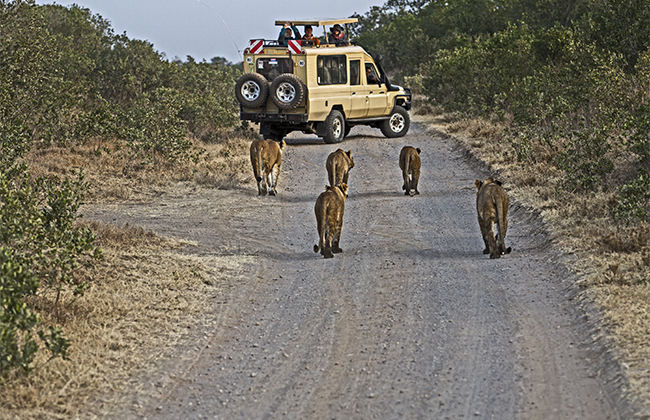 Lions on Game Drive