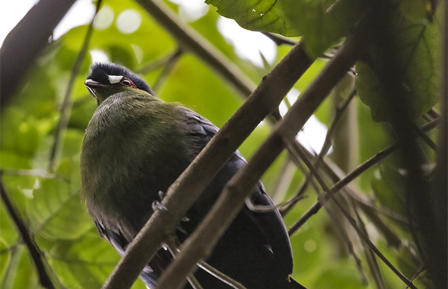 Turaco in Mathews Range