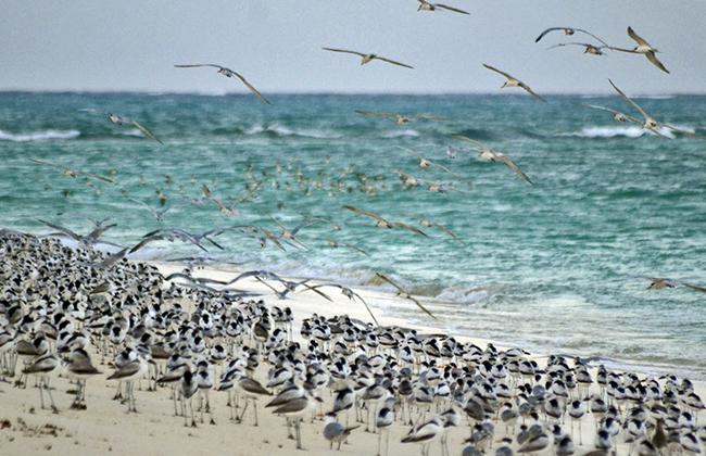 Birdlife on Fanjove Island