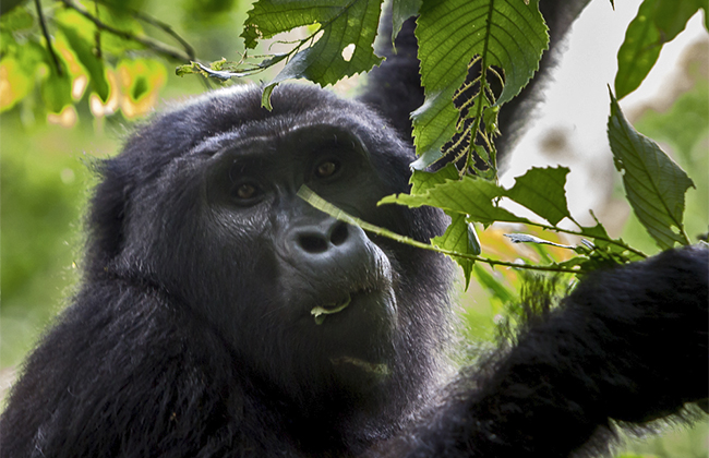 Mountain Gorilla in Bwindi Forest