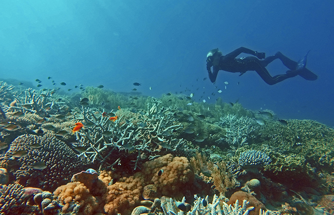 Coral Reef at Fanjove Island