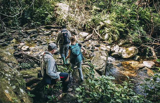 Forest Walks in Bwindi Forest