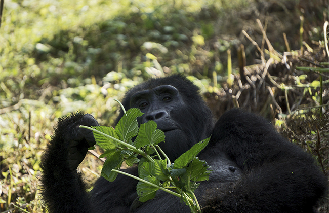 Mountain Gorilla Habituation