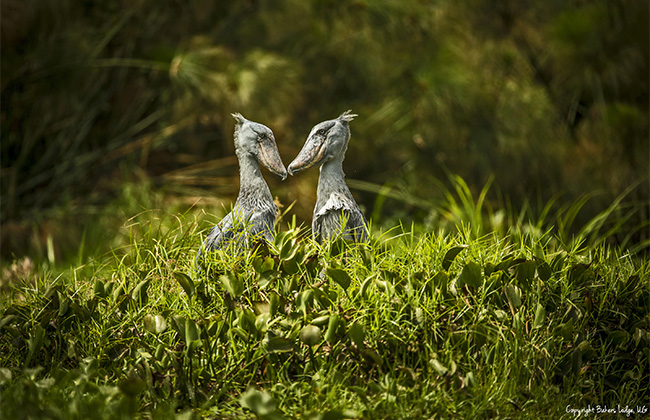 Shoebill Storks