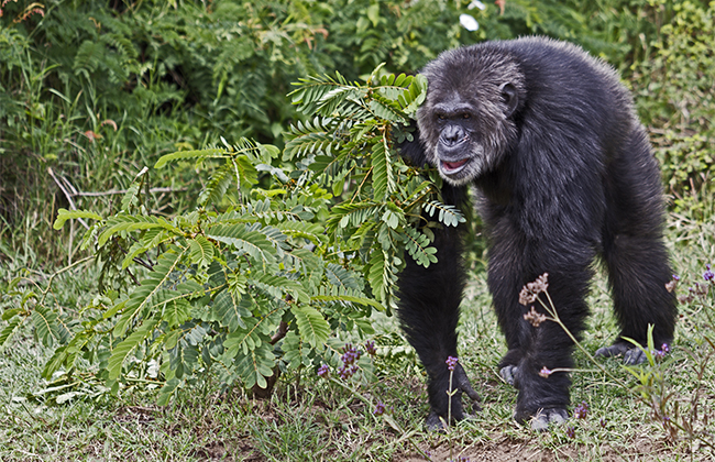 Chimpanzee Trekking