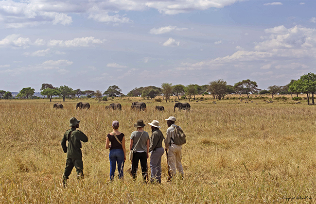 Walking Safaris