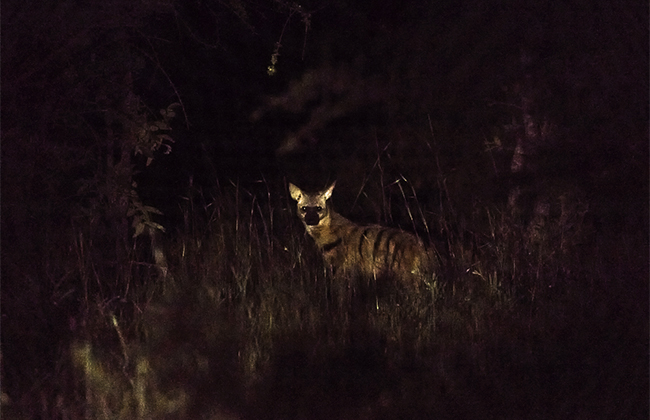 Aardwolf on a Night Game Drive