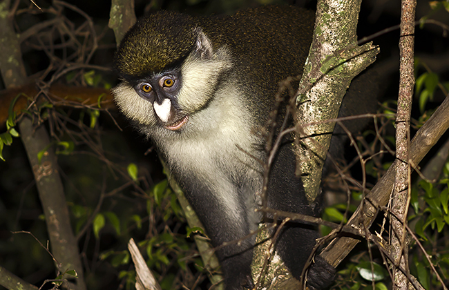 Golden Monkey Trekking