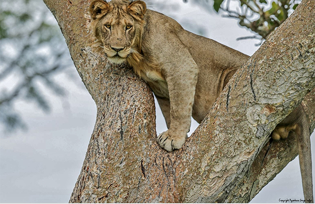 Tree Climbing Lions