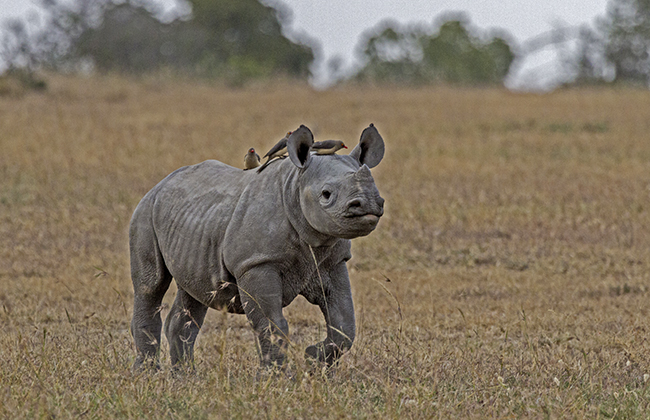 Rhino Tracking