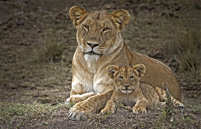 Lioness and Cub