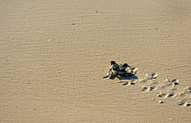 Turtle Hatchings on Fanjove Island