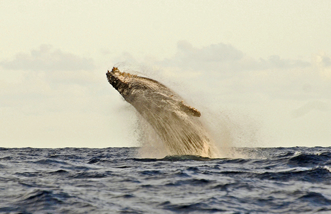 Whale Watching