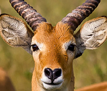 Amboseli National Park