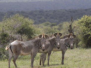 Trio Grevy's Zebra