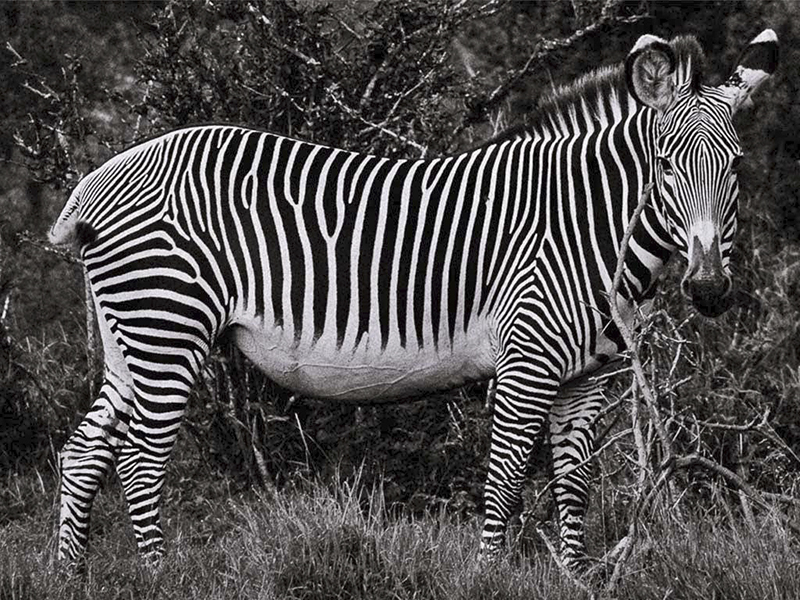 Grevy Zebra Black And White