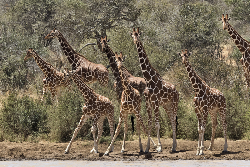 Reticulated Giraffe