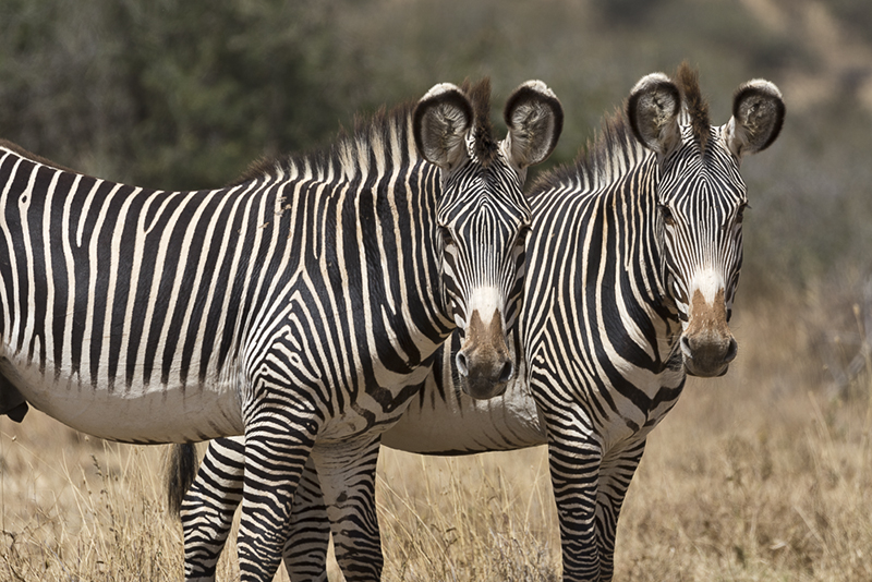 Grevy's Zebras