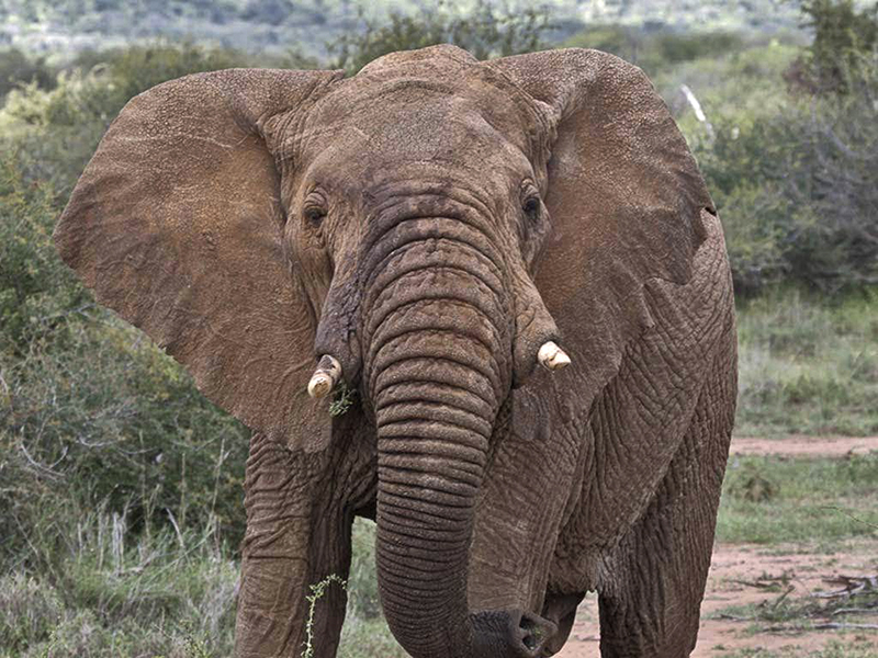 Elephant in Laikipia