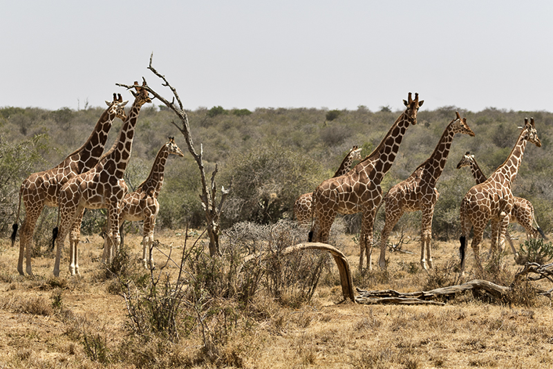 Reticulated Giraffe