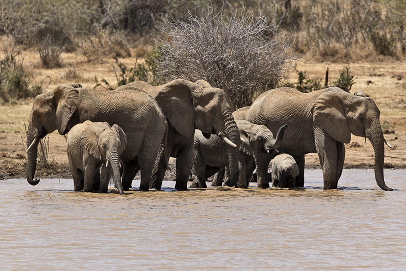 Elephants in the dam