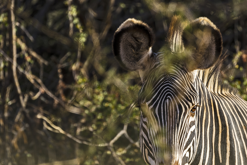 The Camouflage of a Grevy's Zebra