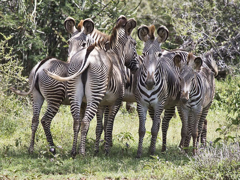 A Dazzle of Grevy's