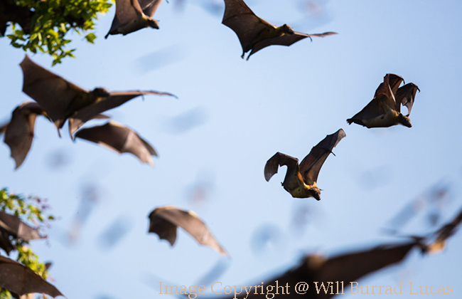 Bats