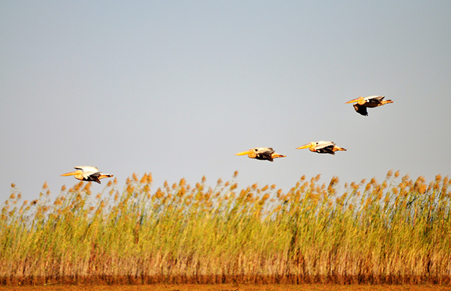 Pelicans in Flight