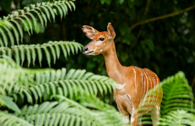 Sitatunga Antelope