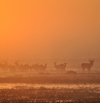 Bangweulu Wetlands