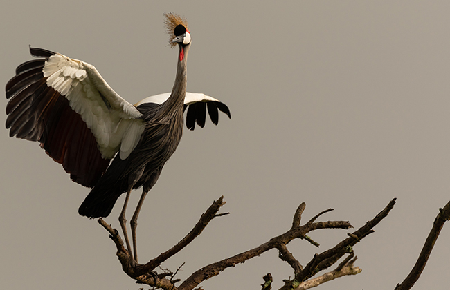 Crowned Crane