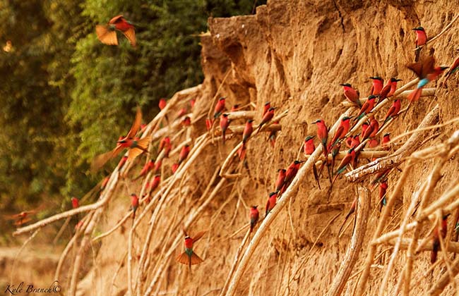 Carmine Bee eaters in Lower Zambezi National Park