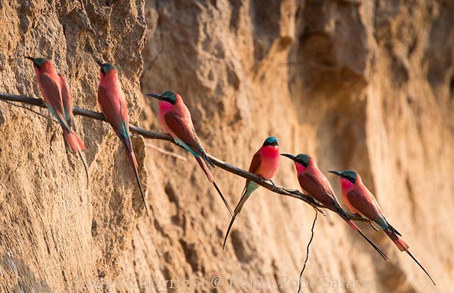 Carmine Bee Eaters in South Luangwa